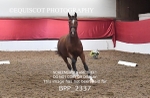 BPP_2337