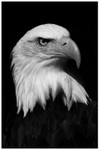 Bald Eagle 1 Monochrome