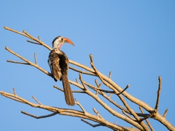 Red billed Hornbill