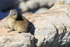 Rock Hyrax, Stony Point Nature Reserve, Betty's Bay, South Africa