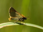 Small Skipper