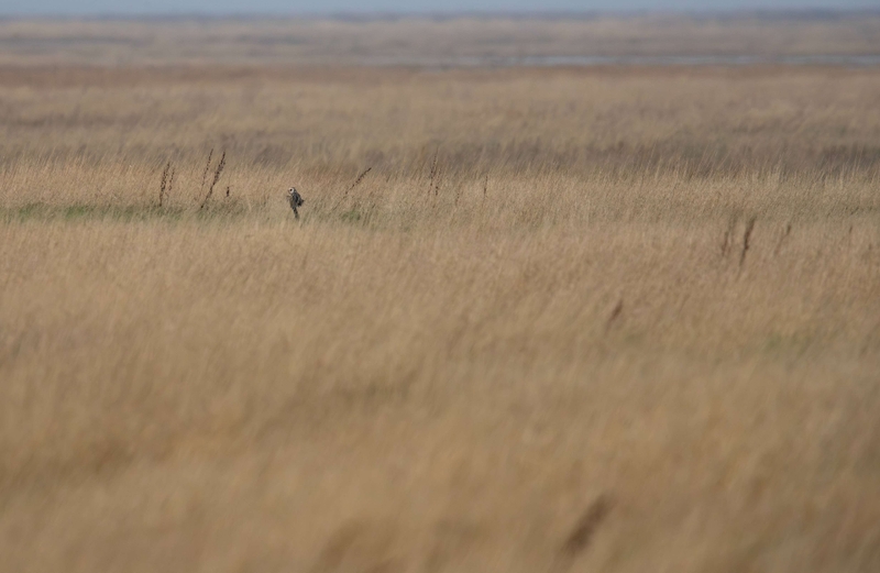 Short Eared Owl