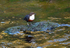 Dipper