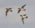 Wigeon