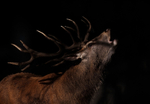 Red Deer - Cervus elaphus