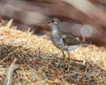Spotted Sandpiper (breeding plumage), Panama