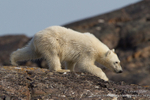 Bear cub on the move