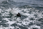Commerson's Dolphin in boat wake, Falklands