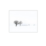 Winter Oaks.  EDC 43