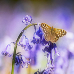 NATURE portfolio