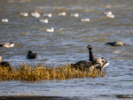 Dark-bellied Brent Goose