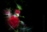 Three Red Roses