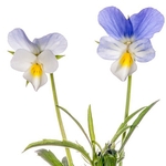 Field Pansy (Viola arvensis)