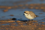Puna Plover portfolio