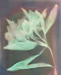 Alstromeria