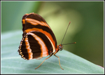 Butterfly 4 (Captive)