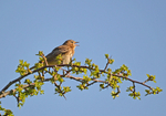 Tree Pipit