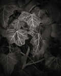 Ivy Still Life in Black and White