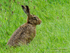 Hare