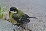 Gret Tit Fledgling