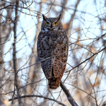 Great Horned Owl, Bosque del Apache, New Mexico