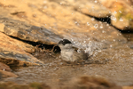 Blackcap (male) splashing in pool, Claret, Spain