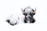 American Bison covered in snow, Yellowstone National Park
