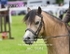JAC_9181