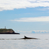 Fin Whale @ Southwest Wolf Island Solar Light Beacon