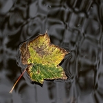 Leaf Well Alone C