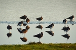 Lapwings