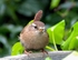 Wren