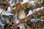 Dunnock
