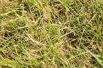 SBM_00872