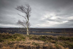 #118  Bog Of Allen, Lullymore