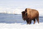 American Bison on river bank in sun, Yellowstone National Park