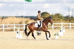 SBM_003431