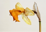 Daffodil 7