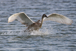 Mute Swan portfolio