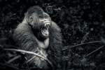 Wildlife Africa portfolio