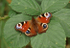 Peacock Butterfly