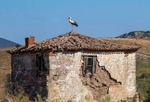White Stork