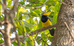 Sultan Tit