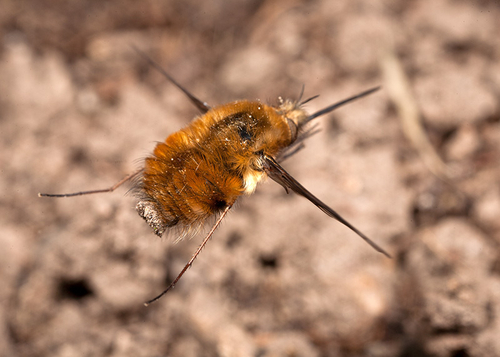 Bee fly ([i]Bombylius major[/i]) female in flight over some Mining Bee nest burrows. Warwickshire, April 2011.