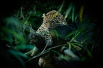 Amur Leopard -RLP_0508