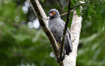 Slate-Coloured Hawk