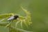 Fly on a Fern
