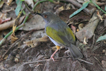 Grey-backed Camaroptera portfolio