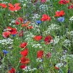 Preci: meadows with poppies, coriander, and cornflowers