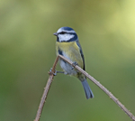 Blue Tit - Cyanistes caeruleus